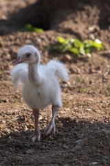 Nandu-Küken