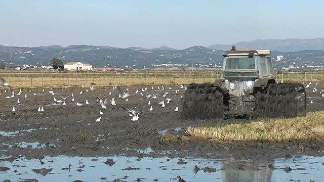 TRACTOR TRABAJANDO EN UN CAMPO DE ARROZ (DELTA DEL EBRO)