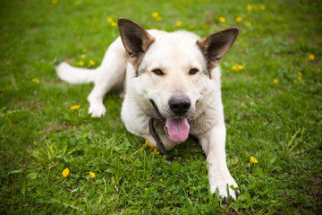happy dog laying on the lawn
