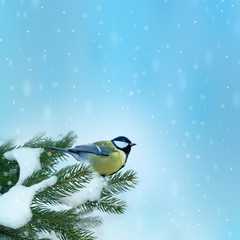 little bird in winter