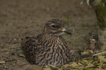 Kaptriel (Burhinus capensis)