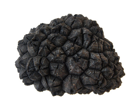 black truffle's texture