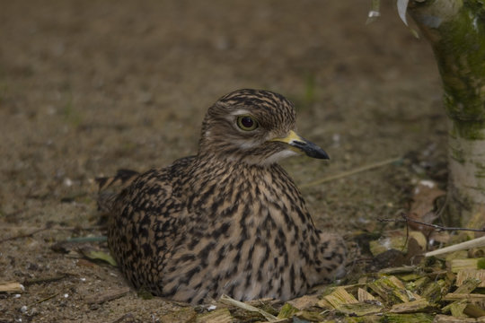 Kaptriel (Burhinus capensis)