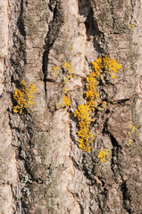 Rinde mit Flechtenbewuchs