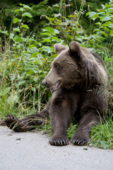 Wild Bear In The Forest