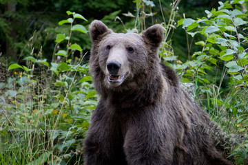 Obraz premium Wild Bear In The Forest