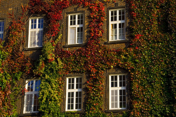 Zugewachsene Fenster - Wawel - Krakau