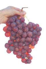 bunch of grapes on the sunny sky background