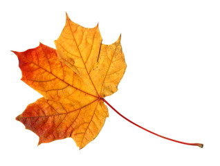Yellow orange leaf on white