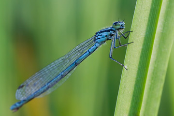 Blue Damselfy