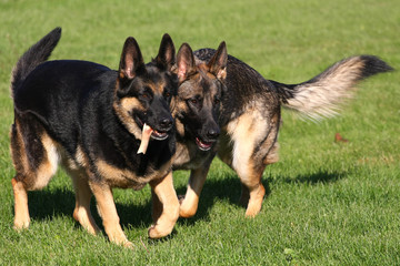 German Shepherd