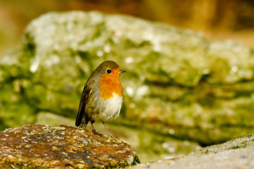 Rotkehlchen - Erithacus rubecula