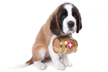 A Saint Bernard puppy with rescue barrel around the neck - 26918361