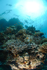 Naklejka na ściany i meble Group of snorkellers above coral reef