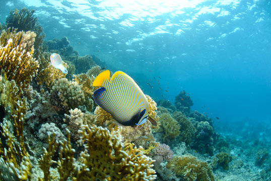 Emporer anglefish above coral reef