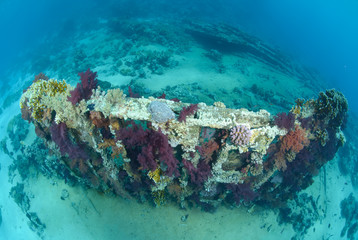 Abandoned remains of a cargo container