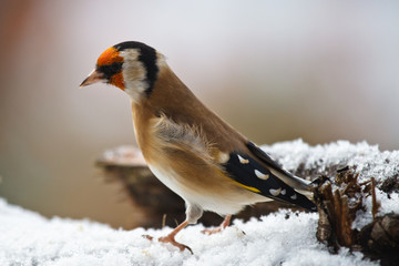 Stieglitz (Carduelis carduelis), Distelfink