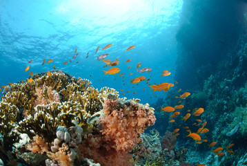 Fototapeta na wymiar Colourful tropical reef