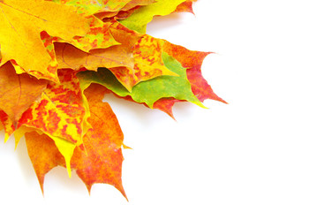 autumn leaves