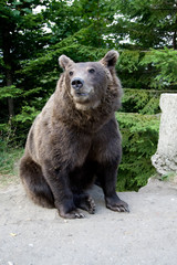 Obraz premium Wild Bear In The Forest