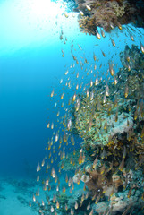 Tropical Glass fish swarm around a pinnacle