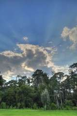 Sunlight and Trees