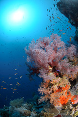 Naklejka na ściany i meble Colourful tropical reef