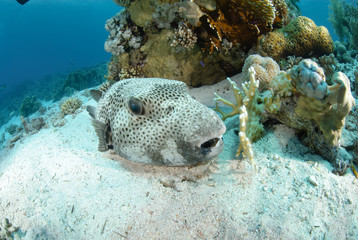 Giant puffer fish