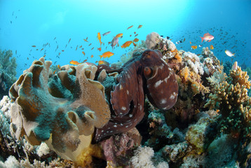 Common reef octopus