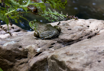bull frog on rock