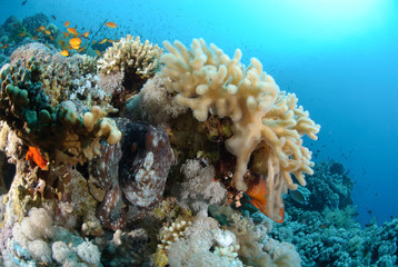 Naklejka na ściany i meble Common reef octopus