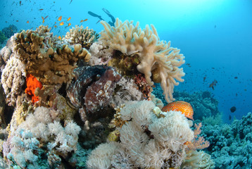 Fototapeta na wymiar Common reef octopus
