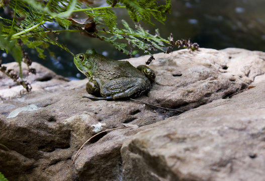 Bull Frog On Rock