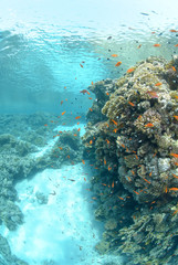 Shallow tropical reef in a sandy lagoon