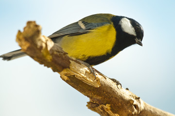 Kohlmeise (Parus major)