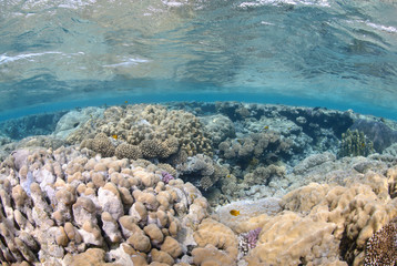 Vibrant and colourful tropical reef close to the ocean surface