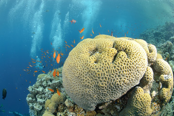 Vibrant and colourful tropical reef