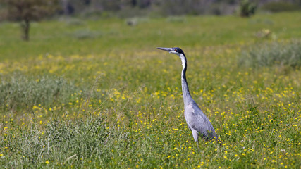 Fototapeta premium Black-Headed Heron