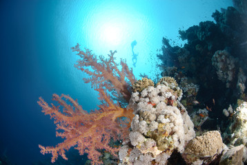 Plakat Vibrant and colourful tropical reef