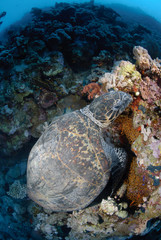 One Male hawksbill turtle. Red Sea, Egypt.