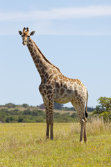 Young Giraffe