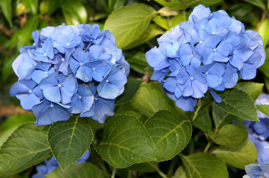 Ortensia azzurra