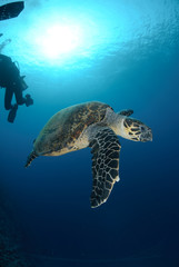 One Male hawksbill turtle. Red Sea, Egypt.