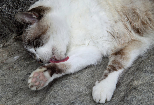 Gatto pulisce zampa
