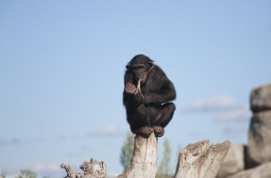chimpanc&eacute; masticando ramas