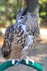 Great Horned Owl