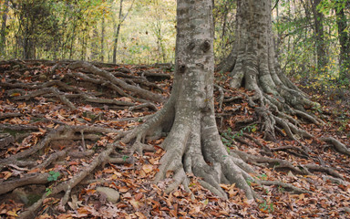 Obraz premium Tree Roots