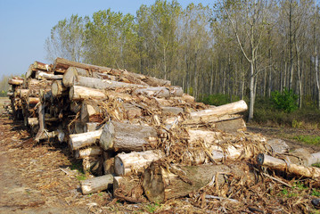 pile of firewood in forest