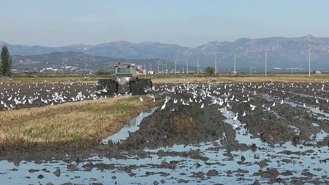 TRACTOR TRABAJANDO EN UN CAMPO DE ARROZ(DELTA DEL EBRO)
