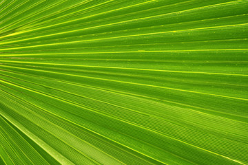Obraz premium green palm tree leaf as a background